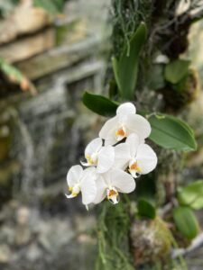 Ocean Of Orchid